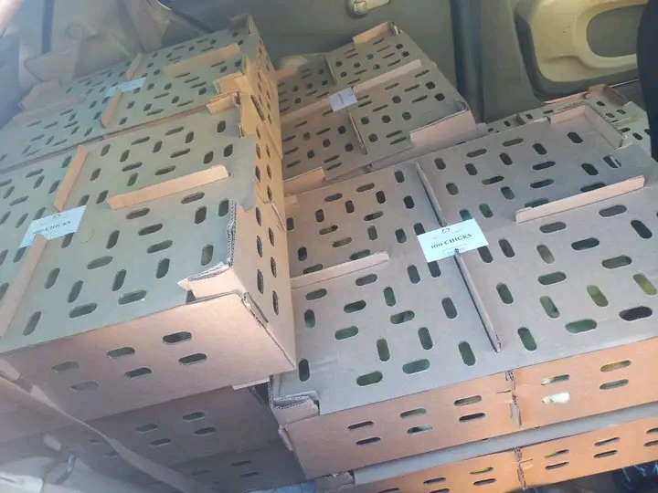 Day Old Chicks in delivery boxes