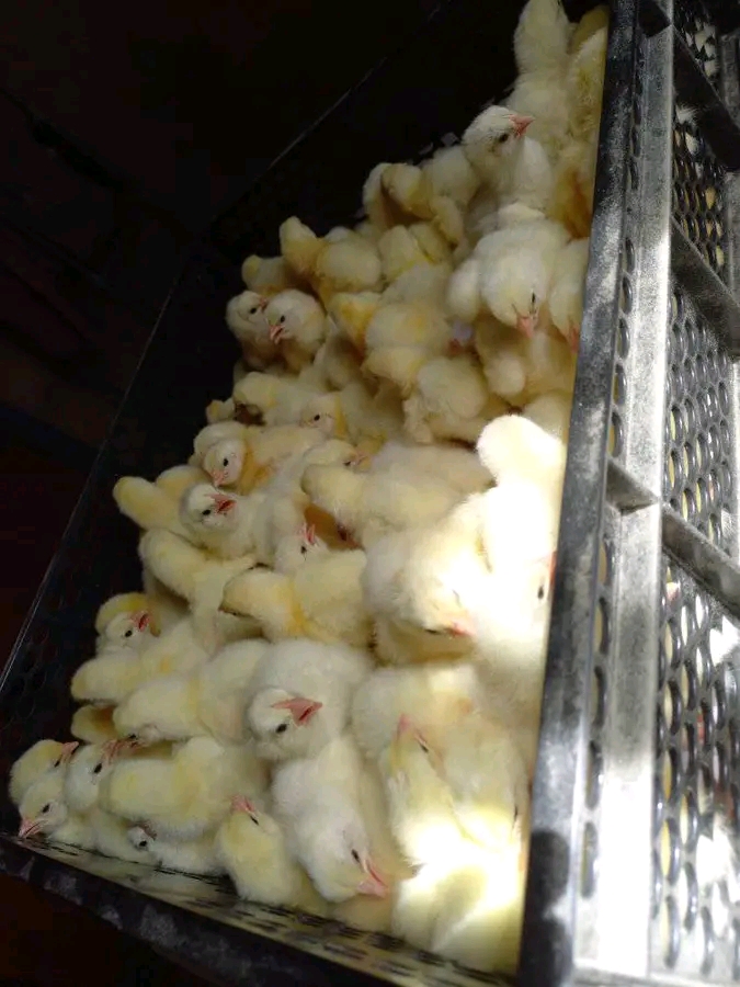 Day Old Chicks in brooder